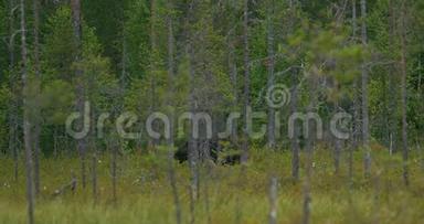 在茂密的森林中自由行走的棕色大熊